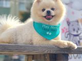 Safkan Teddy Face Pomeranian Boo Yavrularımız