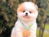 Safkan Teddy Face Pomeranian Boo Yavrularımız