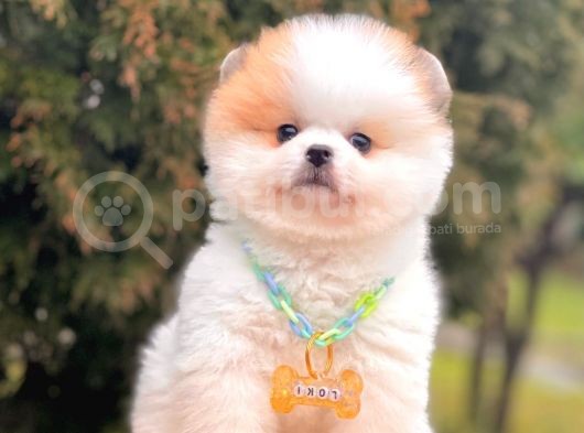 Safkan Teddy Face Pomeranian Boo Yavrularımız