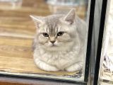 4 Aylık Dişi Lilac Golden British Shorthair Yavrumuz