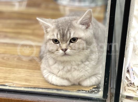 4 Aylık Dişi Lilac Golden British Shorthair Yavrumuz görsel