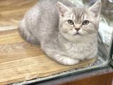 4 Aylık Dişi Lilac Golden British Shorthair Yavrumuz