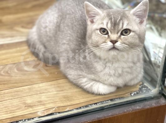 4 Aylık Dişi Lilac Golden British Shorthair Yavrumuz