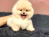 Orjinal Pomeranian Boo