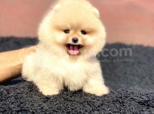 Orjinal Pomeranian Boo görsel