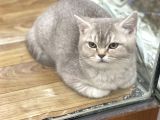 4 Aylık Dişi Lilac Golden British Shorthair Yavrumuz
