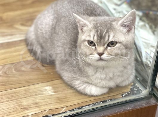 4 Aylık Dişi Lilac Golden British Shorthair Yavrumuz görsel