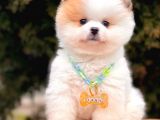 Safkan Teddy Face Pomeranian Boo Yavrularımız
