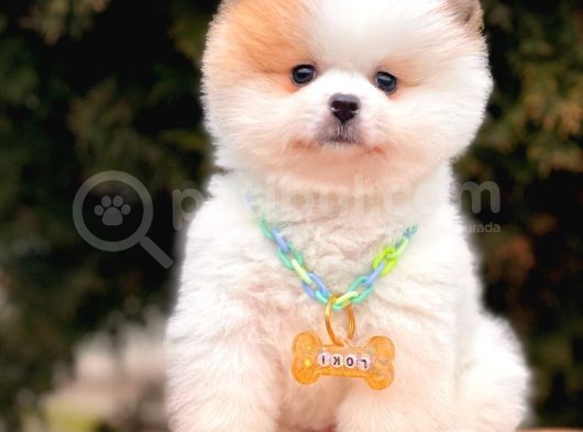 Safkan Teddy Face Pomeranian Boo Yavrularımız görsel