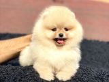 Orjinal Pomeranian Boo