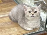 4 Aylık Dişi Lilac Golden British Shorthair Yavrumuz