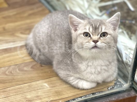 4 Aylık Dişi Lilac Golden British Shorthair Yavrumuz görsel