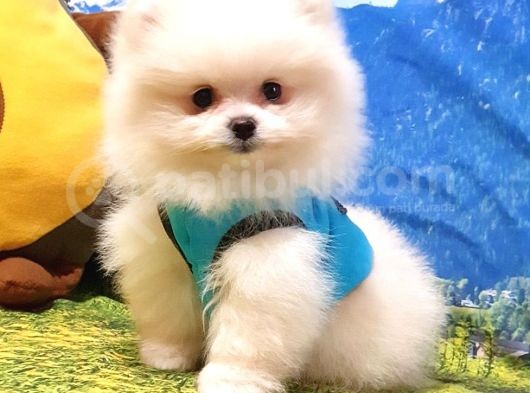 Pomeranian Boo Teddy Bear Yavrular görsel