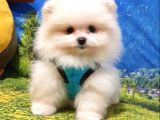 Pomeranian Boo Teddy Bear Yavrular