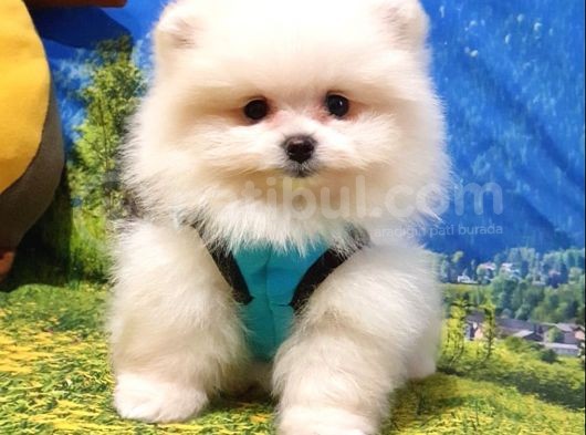 Pomeranian Boo Teddy Bear Yavrular görsel