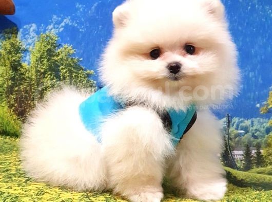 Pomeranian Boo Teddy Bear Yavrular görsel