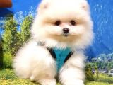 Pomeranian Boo Teddy Bear Yavrular