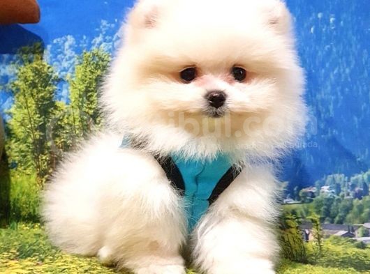 Pomeranian Boo Teddy Bear Yavrular görsel