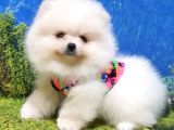 Teddy Face Pomeranian Boo Yavrularımız