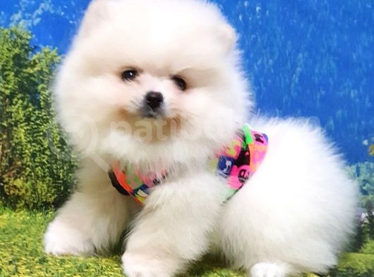 Teddy Face Pomeranian Boo Yavrularımız görsel
