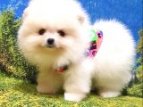 Teddy Face Pomeranian Boo Yavrularımız