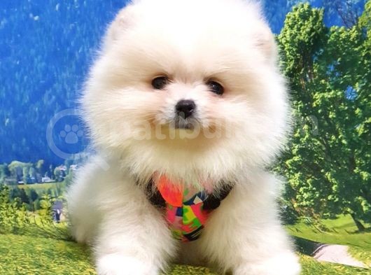Teddy Face Pomeranian Boo Yavrularımız görsel