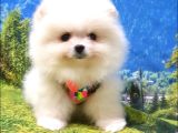 Teddy Face Pomeranian Boo Yavrularımız