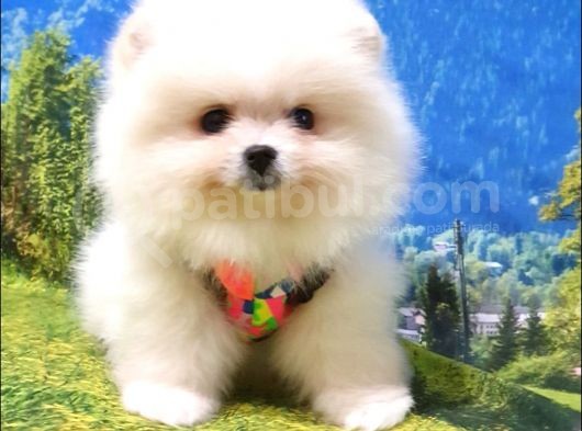 Teddy Face Pomeranian Boo Yavrularımız