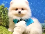 Pomeranian Boo Teddy Bear Yavrular