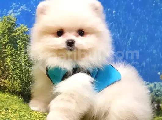 Pomeranian Boo Teddy Bear Yavrular