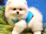 Pomeranian Boo Teddy Bear Yavrular