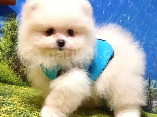Pomeranian Boo Teddy Bear Yavrular görsel