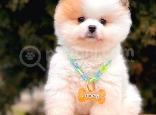 Muhteşem Renklerde Pomeranian Boo Yavrular görsel