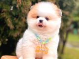 Muhteşem Renklerde Pomeranian Boo Yavrular