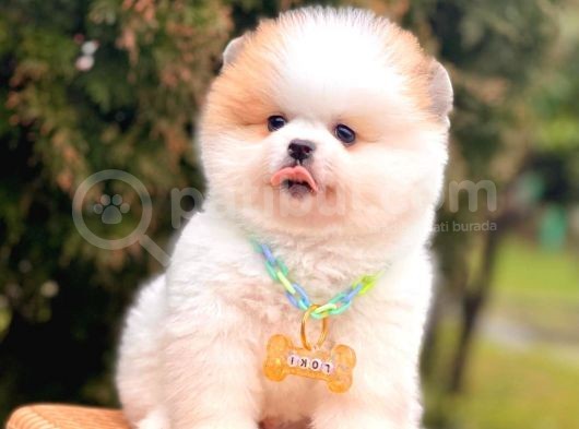Muhteşem Renklerde Pomeranian Boo Yavrular görsel