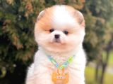 Muhteşem Renklerde Pomeranian Boo Yavrular