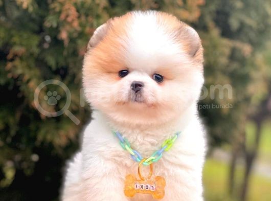 Muhteşem Renklerde Pomeranian Boo Yavrular görsel