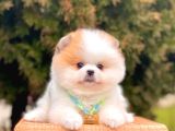 Muhteşem Renklerde Pomeranian Boo Yavrular