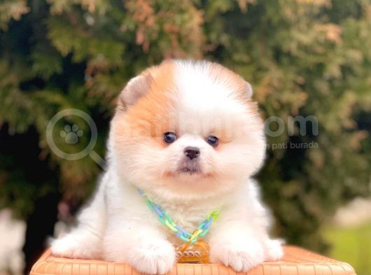 Muhteşem Renklerde Pomeranian Boo Yavrular