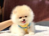 Mini Boy Pomeranian Boo Yavrumuz
