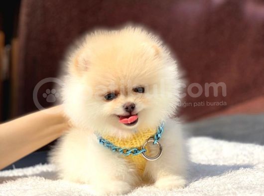 Mini Boy Pomeranian Boo Yavrumuz görsel