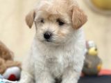 Sevimli Maltipoo Yavrumuz