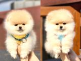 Ayıcık Suratlı Pomeranian Boo Bebekler