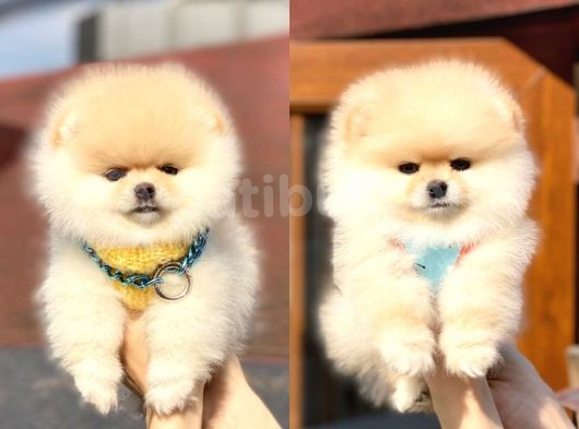 Ayıcık Suratlı Pomeranian Boo Bebekler