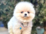 Safkan Pomeranian Boo Yavrularımız