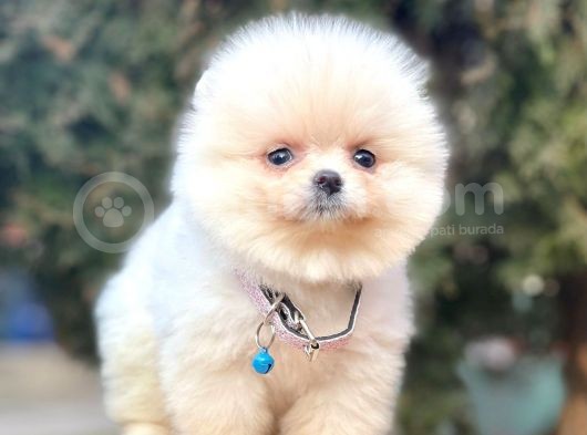 Safkan Pomeranian Boo Yavrularımız görsel