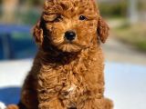 Muhtesem Tuy Yapisi Ile Toy Poodle Bebekler