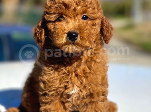Muhtesem Tuy Yapisi Ile Toy Poodle Bebekler görsel