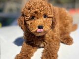 Muhtesem Tuy Yapisi ILE Toy Poodle Bebekler