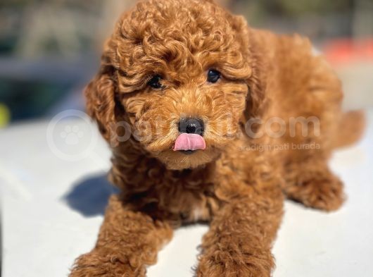 Muhtesem Tuy Yapisi Ile Toy Poodle Bebekler